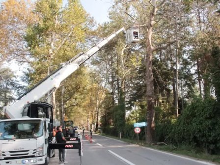 Termal yolunda anit agaclar budaniyor