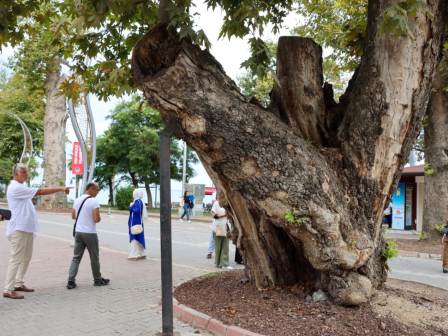 Yalova da ANIT Agaclar Koruma Altinda